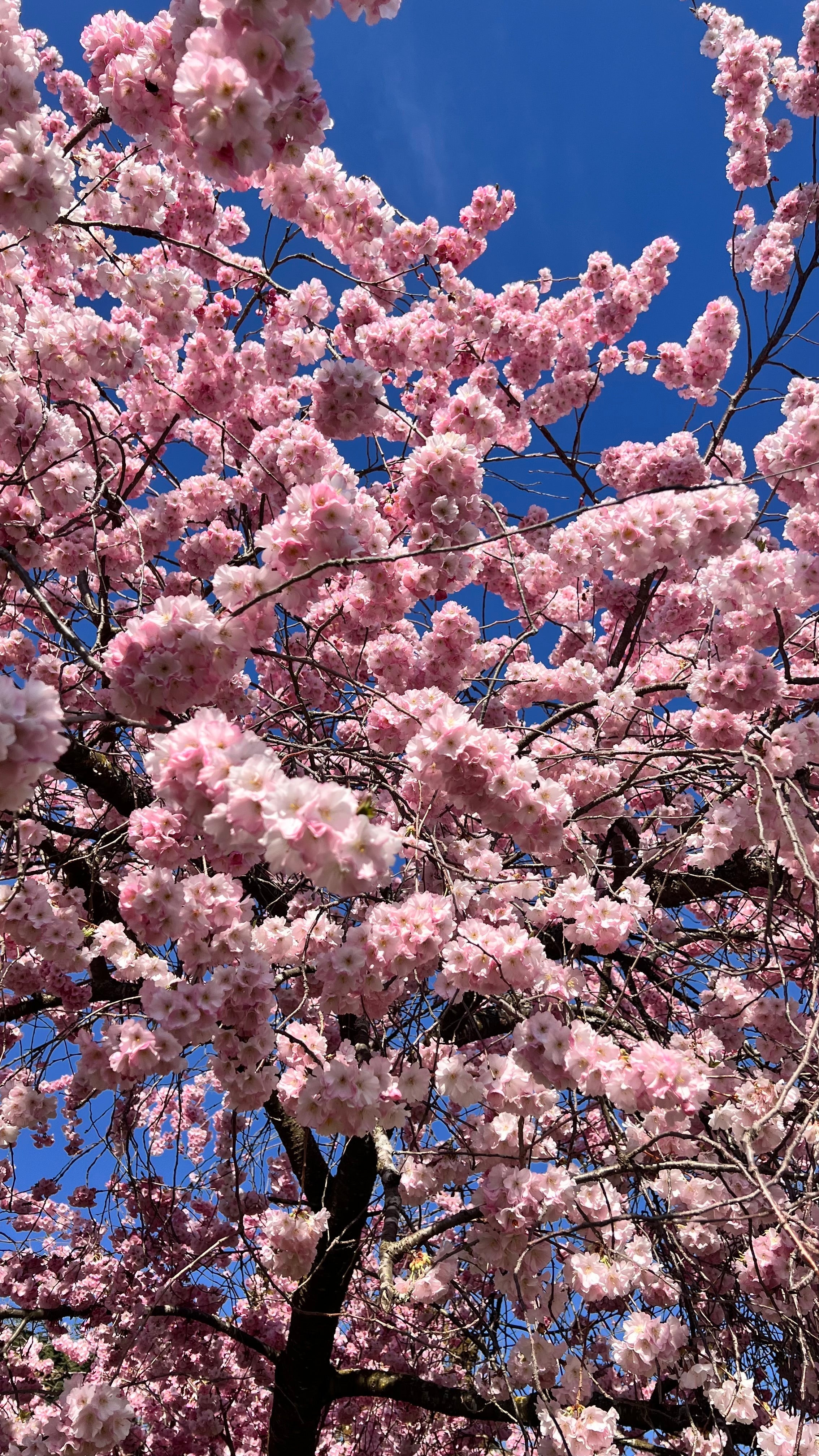 Sakura in Switzerland: Best Places to See Cherry Blossoms in Zürich (Local Guide)